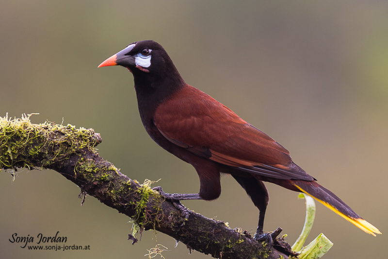 Montezumastirnvogel (Gymnostinops montezuma, Montezuma Oropendola) sitzt auf Ast, Provinz Alajuela, San Carlos, Costa Rica, Mittelamerika