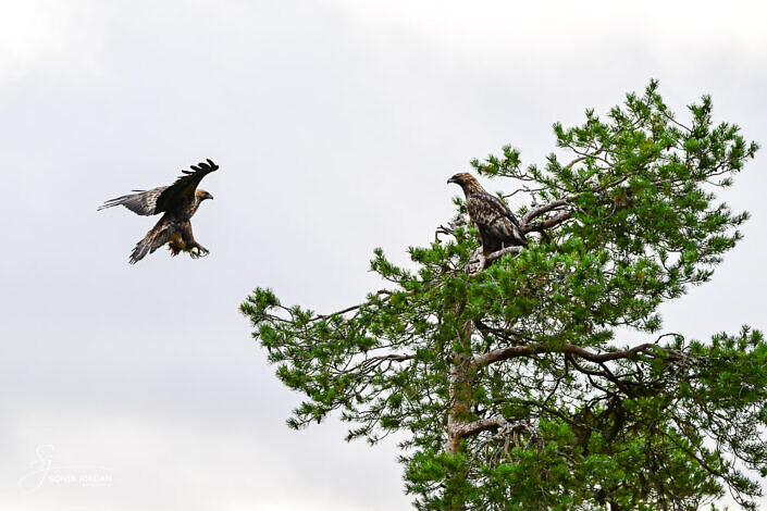 Steinadler (Aquila chrysaetos)