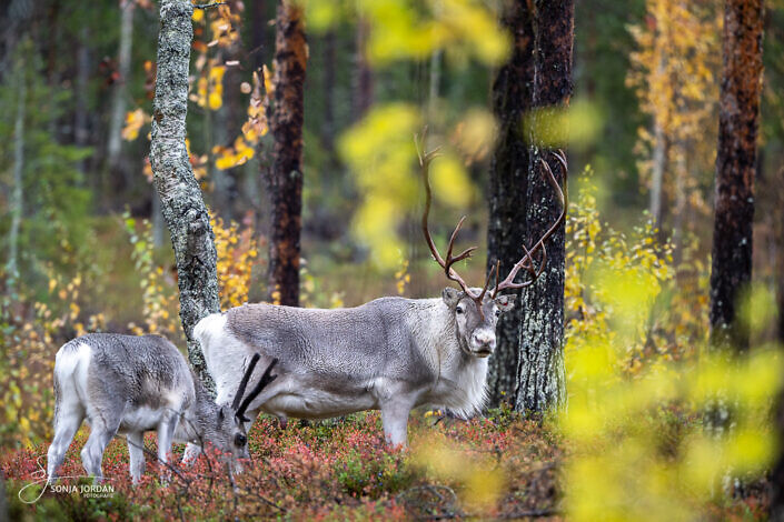 Rentiere (Rangifer tarandus)