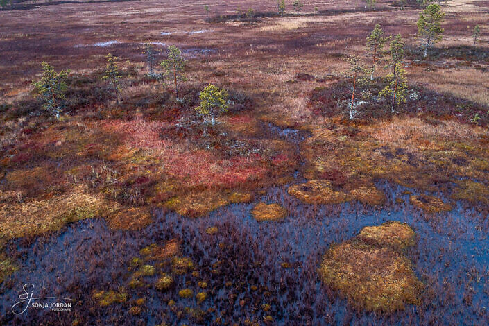 Kongäs