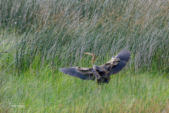 Purpurreiher (Ardea purpurea)