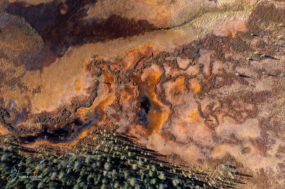 Details der herbstlichen Sumpflandschaft